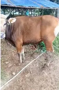 2 ekor sapi kupang 225kiloan siap sapi qurban 2026 murmer ekonomis top