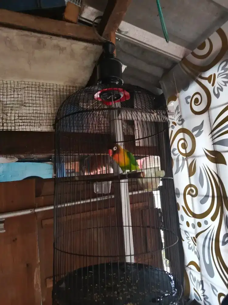 Lovebird dan Kacer jantan