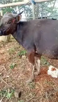 2 ekor sapi kupang 225kiloan 2 tahunan siap sapi qurban murmer rawatan