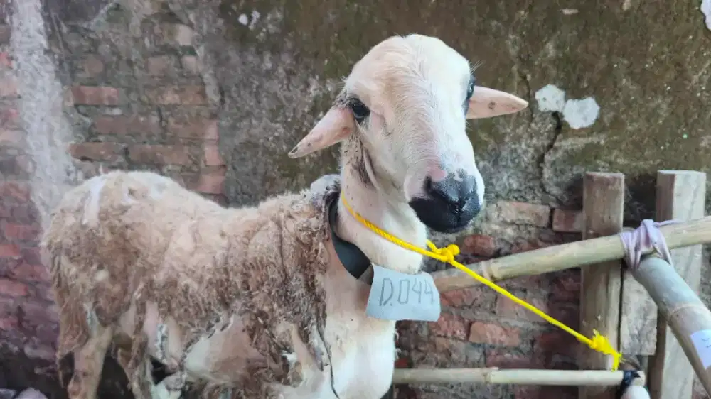 Domba Qurban Bandung Murah Amanah | Bisa Pilih Langsung & Antar
