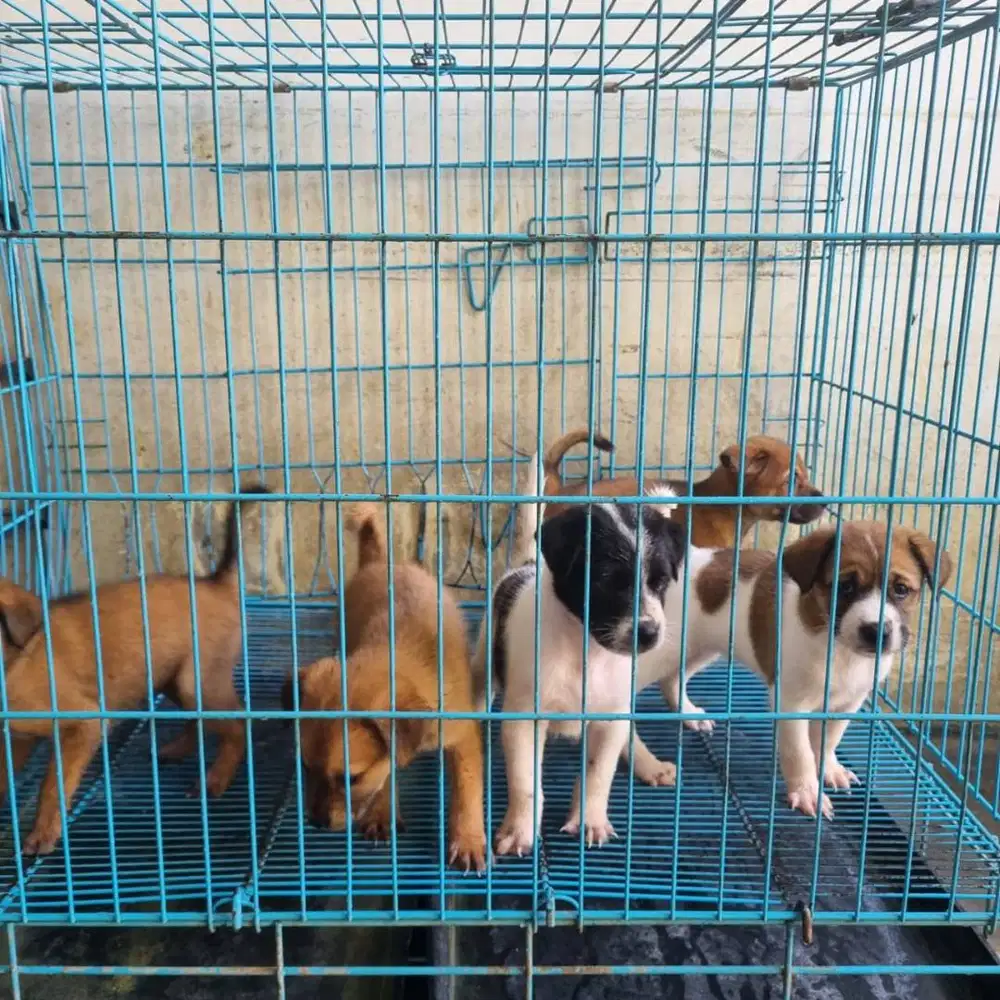 Anak Anjing Ras Bali Betina 1 Bulan ADOPSI GRATIS