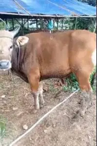 sapi kupang 225kiloan 2 tahunan siap sapi qurban murmer ekonomisan top