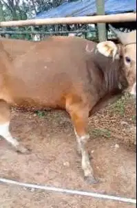 sapi kupang 225kilo 2 tahunan siap sapi kurban murmer 2026 ekonomisan