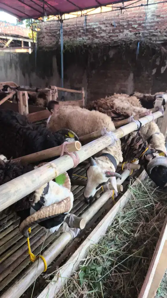 Domba Qurban Premium Bandung | Mulai 2 Jutaan Bisa Antar