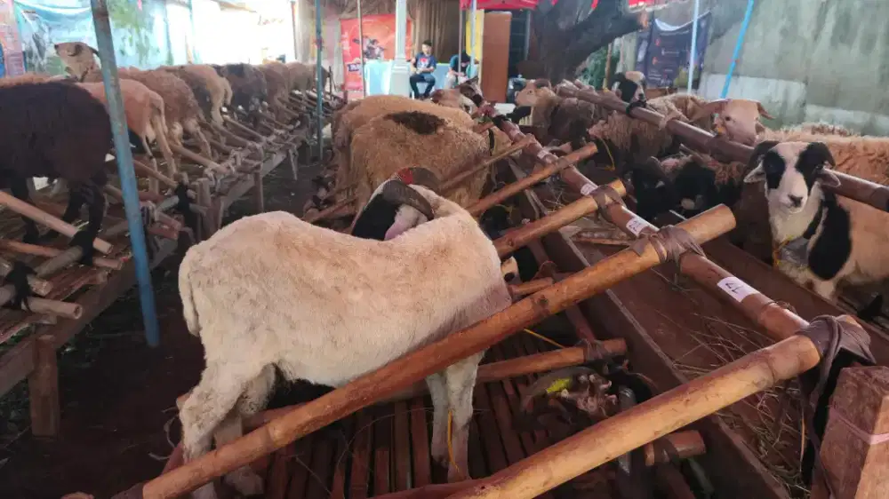 Pusat Domba Qurban Bandung | Bobot Sesuai Syariat & Berkualitas