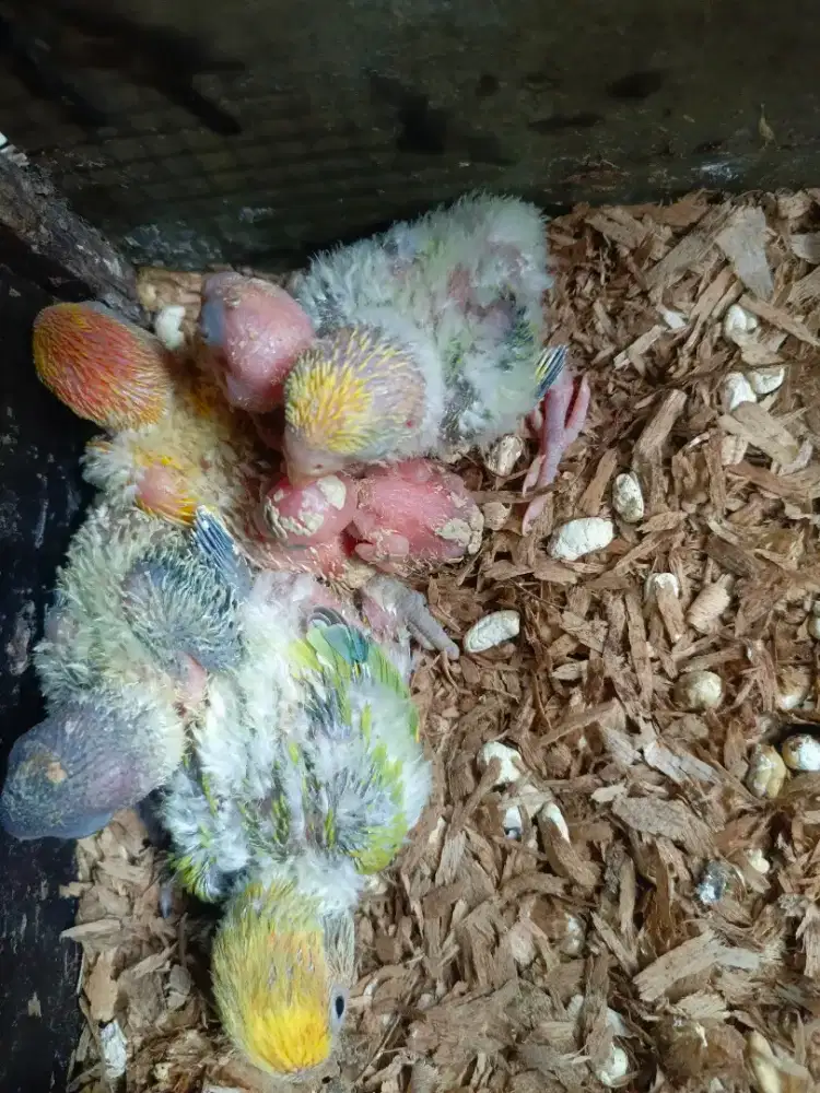 Burung Lolohan Lovebird NK/Non Klep