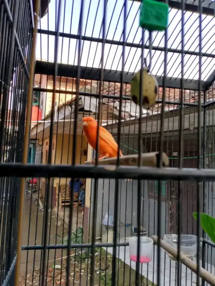 Kenari Merah lokal