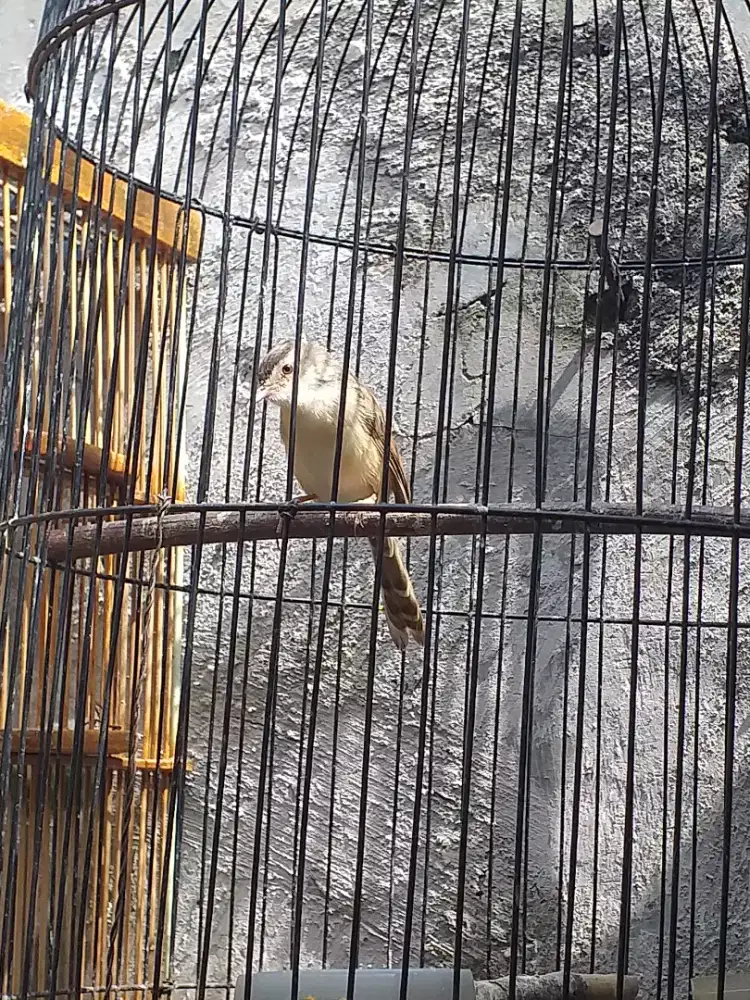 Cilang ciblek ilalang jinak mulus