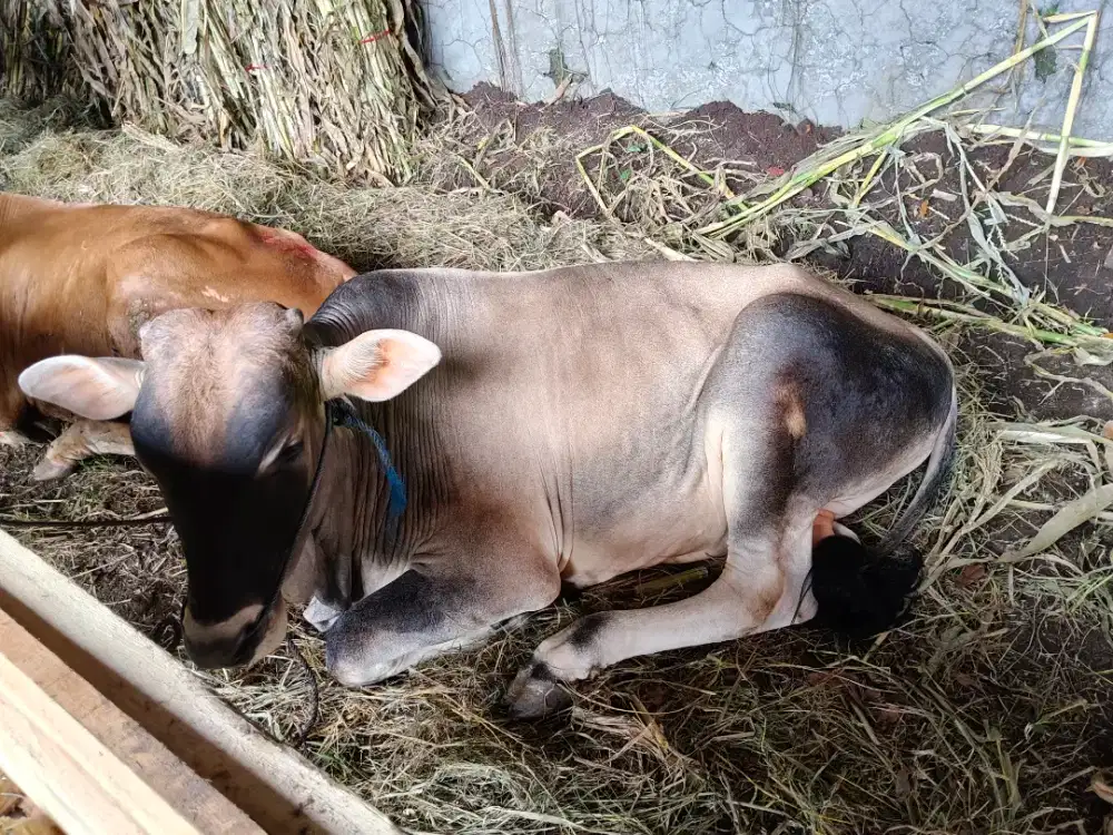 Jual Sapi Qurban Bandung | Sehat Gemuk Siap Kirim