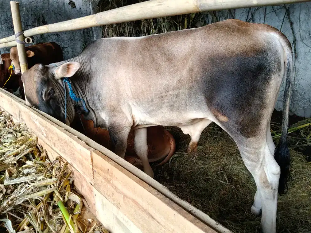 Sapi Qurban Bandung Harga Terbaik | Cocok Patungan 7 Orang