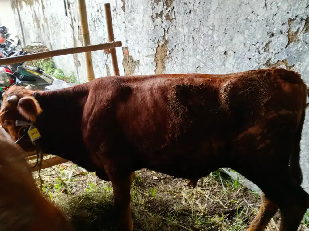 Sapi Qurban Premium Bandung | Bisa Survey Kandang