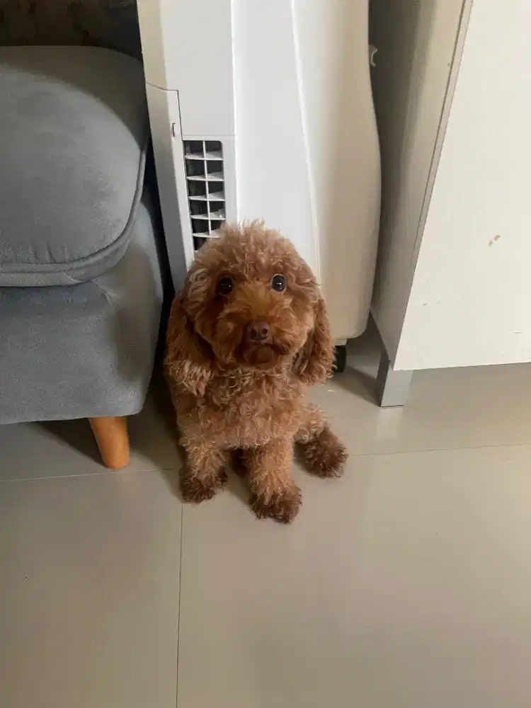 Toy poodle betina stamboom