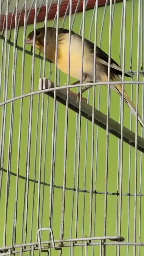 Burung kenari af gacor