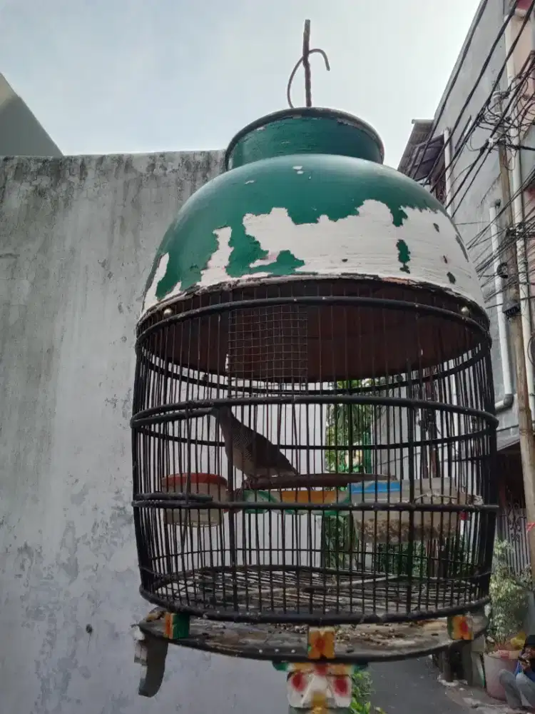 Perkutut lokal fs