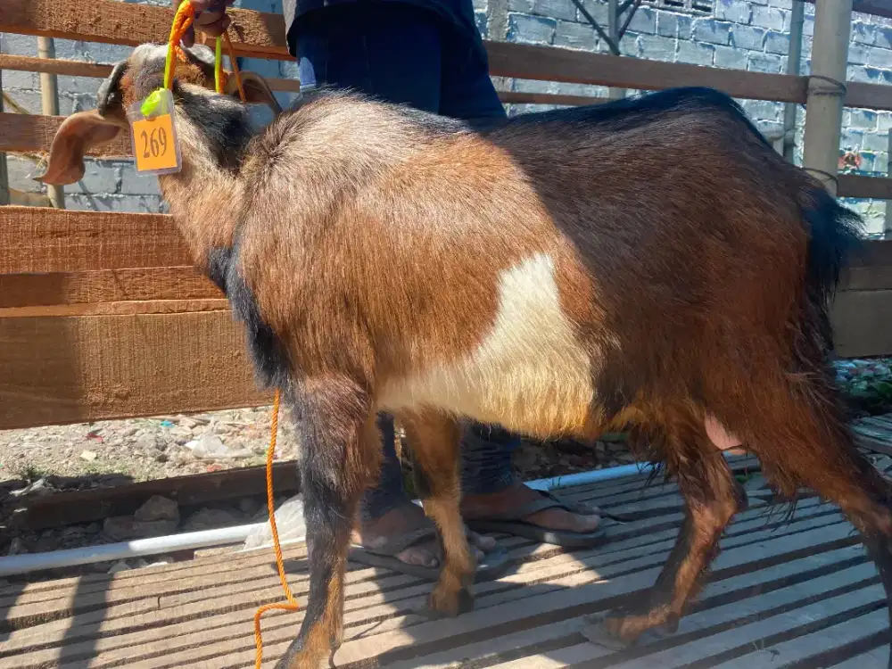 Kambing Kurban Gratis Jagal Murah