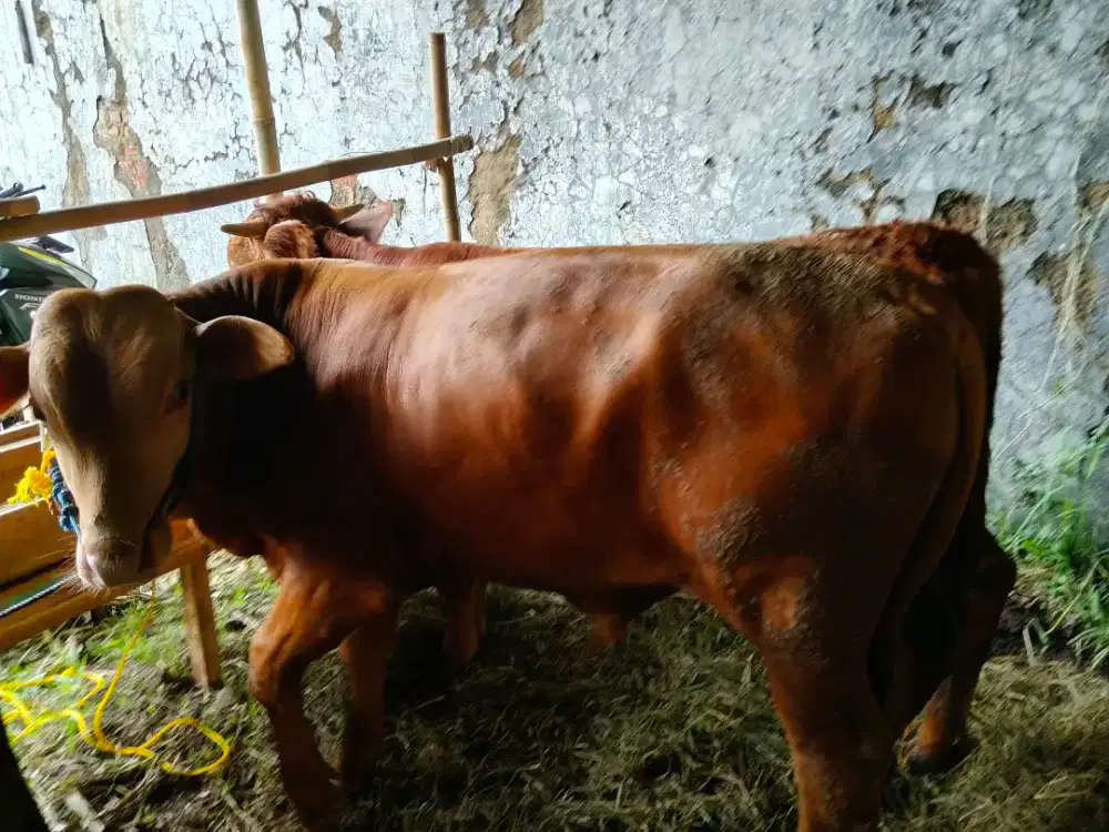Jual Sapi Limos & Simental Bandung | Cocok Idul Adha
