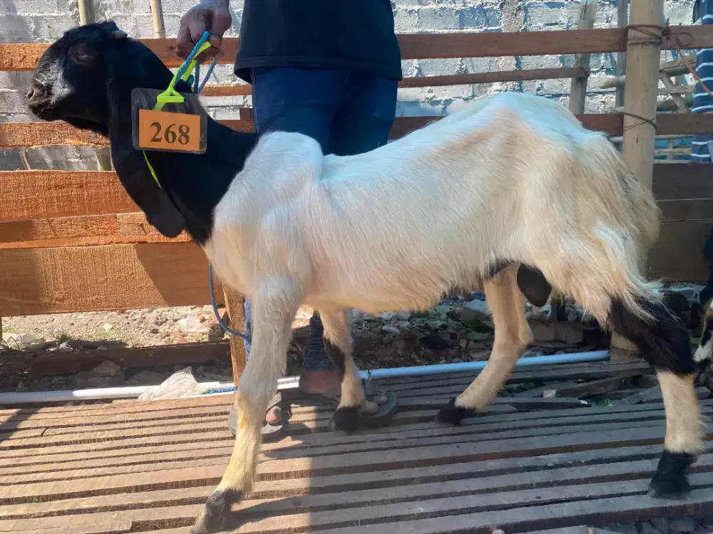 Kambing Murah Gratis Ongkir