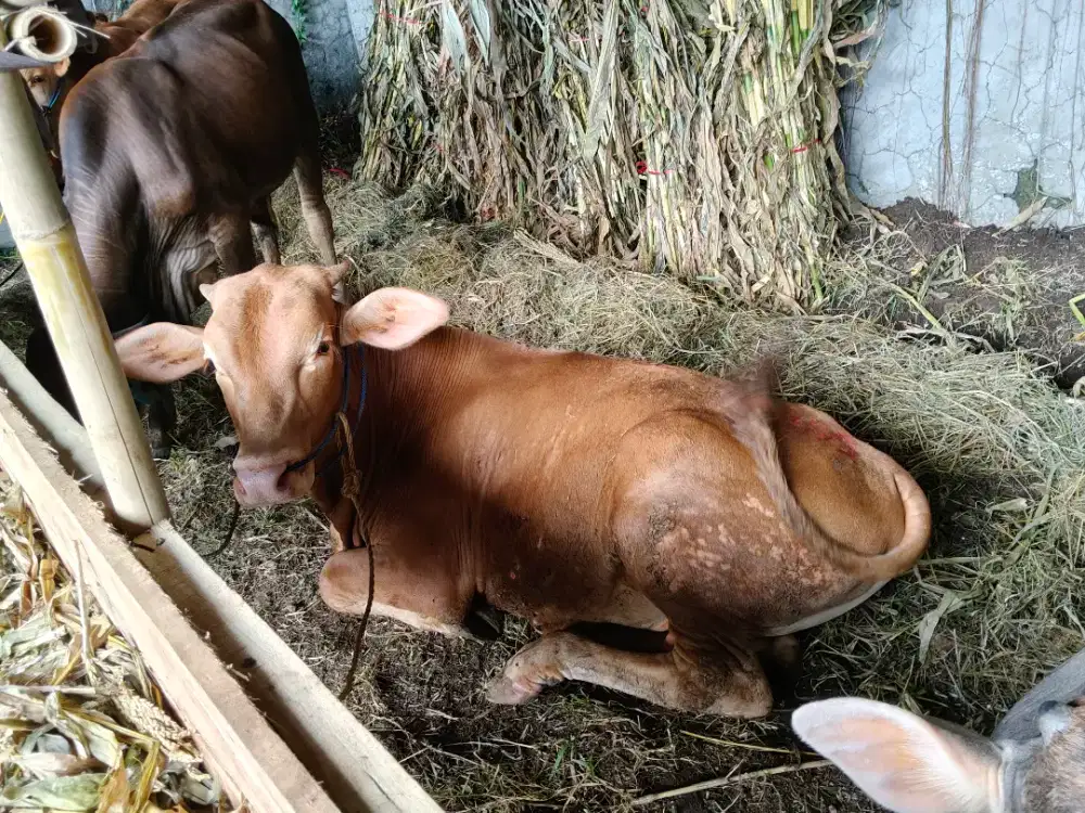 Sapi Qurban Murah Bandung | Bisa Antar Area Bandung