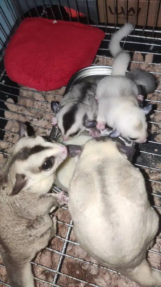 Sugar glider mozaik dan ring tail
