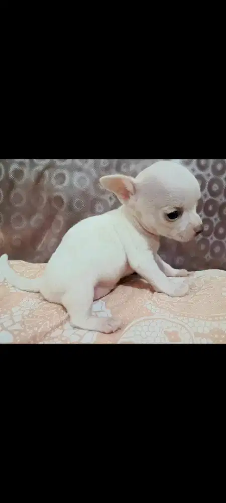 Anakan Chihuahua mini putih