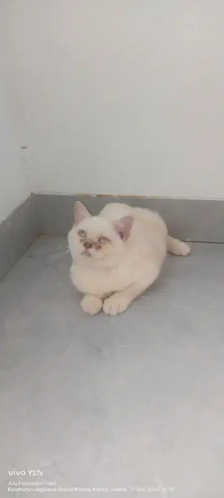 British Shorthair