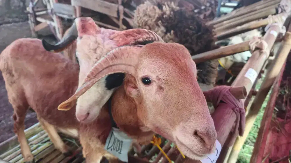 Jual Domba Qurban Cimahi Bandung | Sehat Terawat Siap Kirim