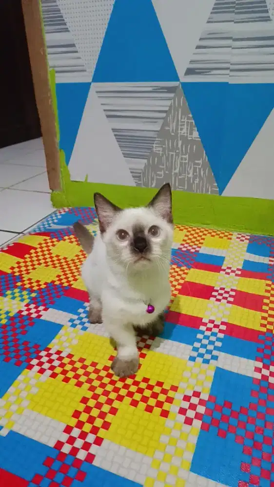 Kucing Cebol Kaki Pendek Munchkin