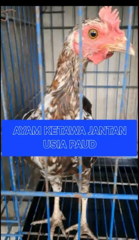 AYAM KETAWA JANTAN TRAH DURASI SAMBUNG