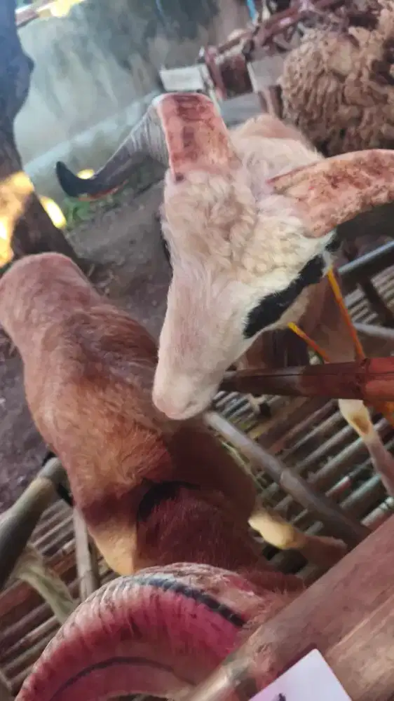 Domba Qurban Bandung | Bisa Booking Sekarang Harga Terbaik