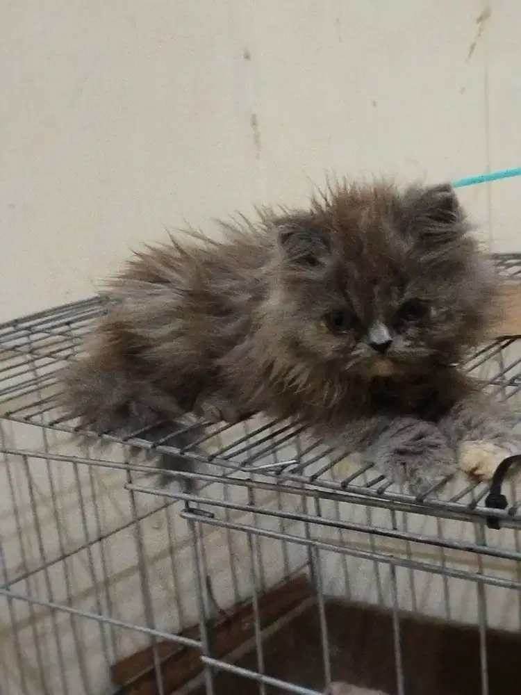 Kucing BLH betina