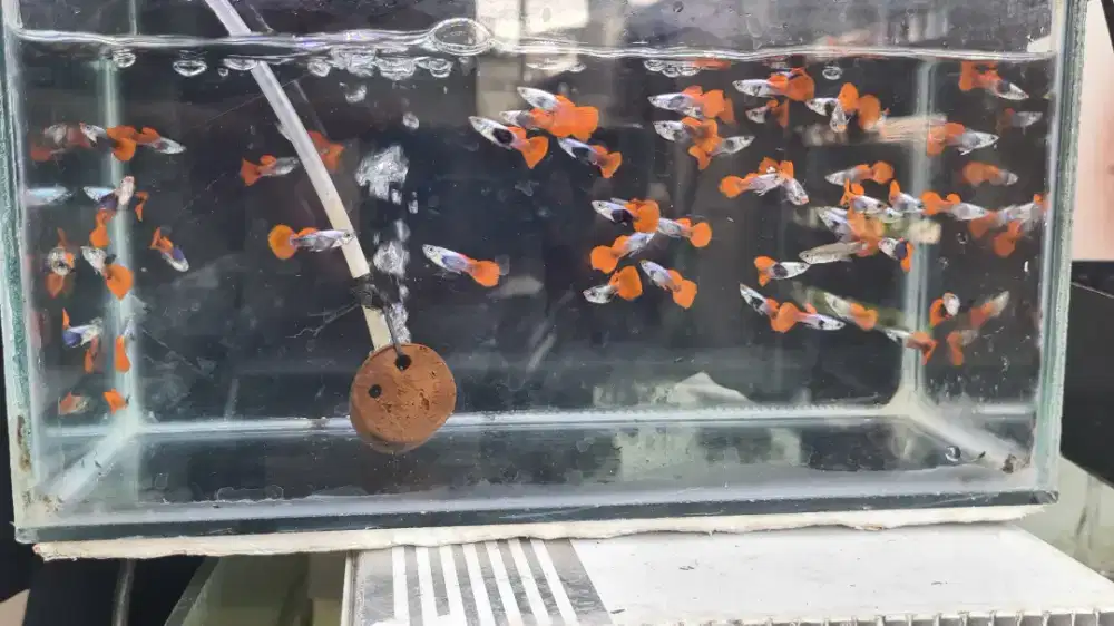 Guppy ikan hias