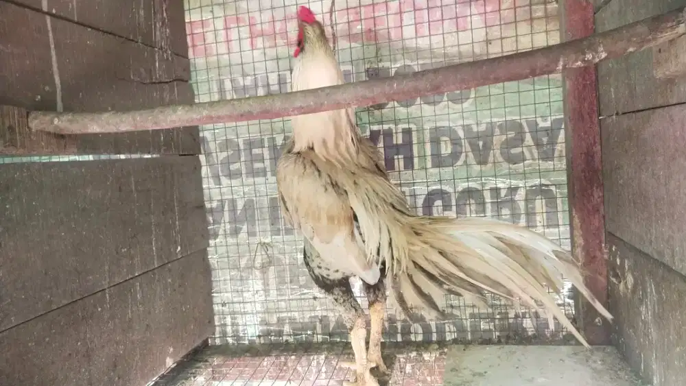 Ekor lidi pak cek muda udh bisa kawin