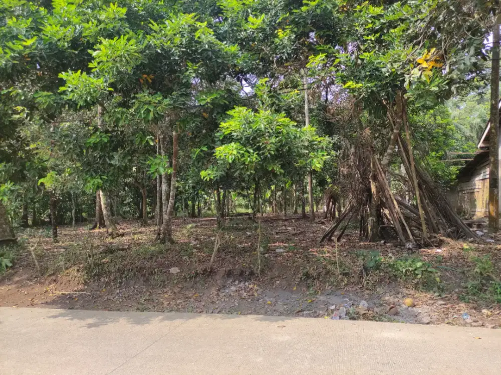 Jual BU Kebun Duren, Pete, Rambutan, dukuh dll