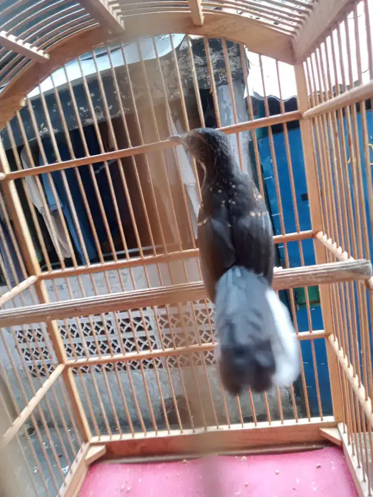 Burung murai trotol jaminan jantan tt bt kacer suren kenari