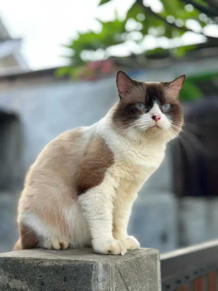 Pacak Kucing Ragdoll Bicolor