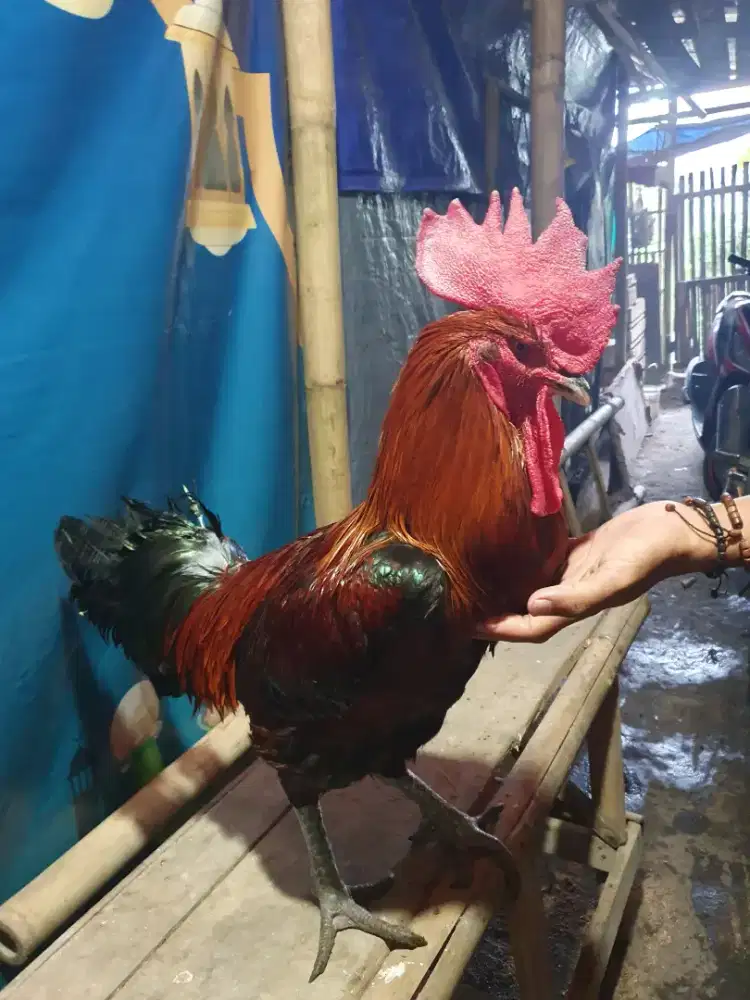 Pelung sukabumian