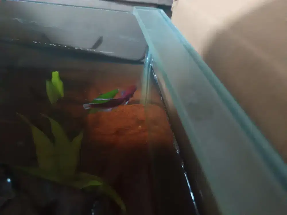 Ikan cupang murah