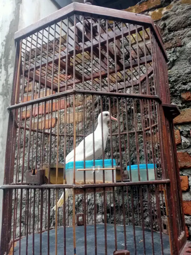 Derkuku putih polos