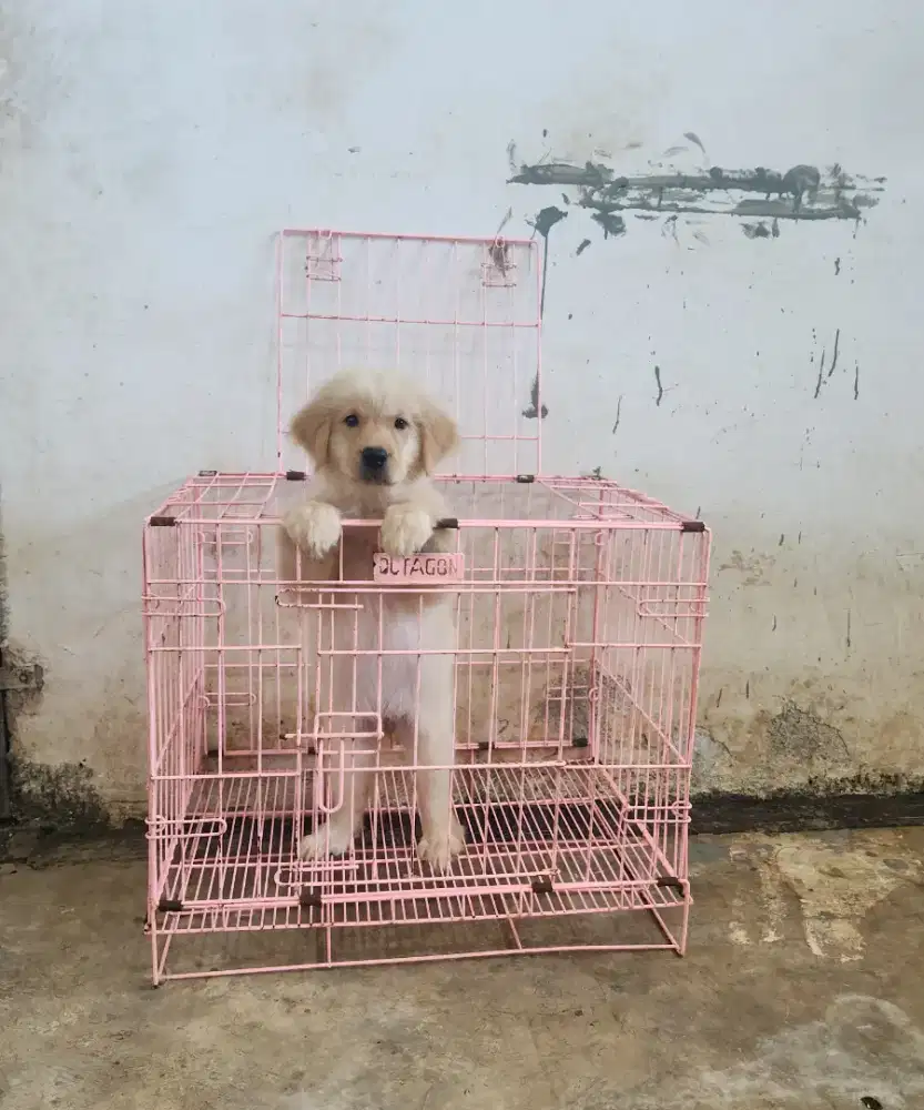 Golden Retriever Male Female 3 Bulan Bloodline Champion Super Big Bone