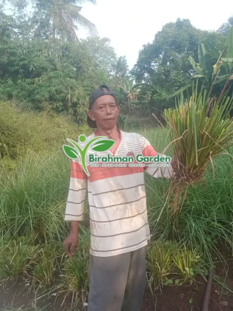 Rumput vetiver rumput penahan longsor