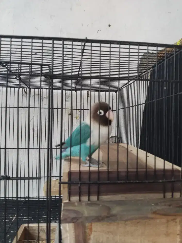 Burung lovebird jantan