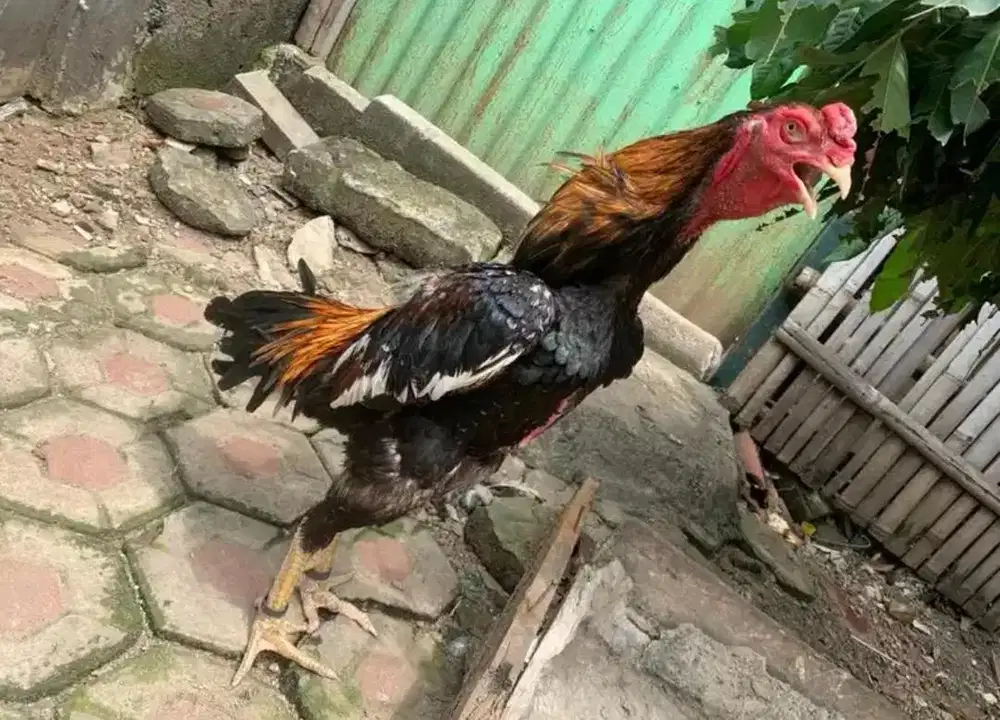 Anak Ayam Shamo Eropa