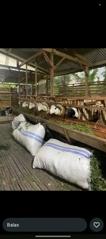 Jual kambing qurban