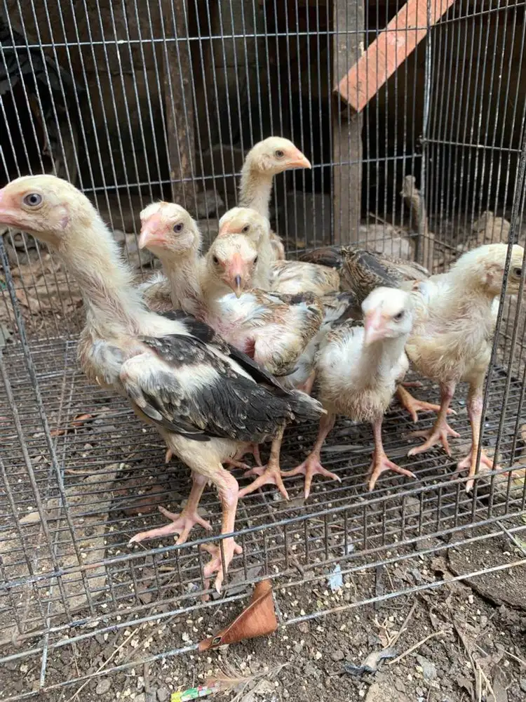 Anak Ayam Shamo Eropa