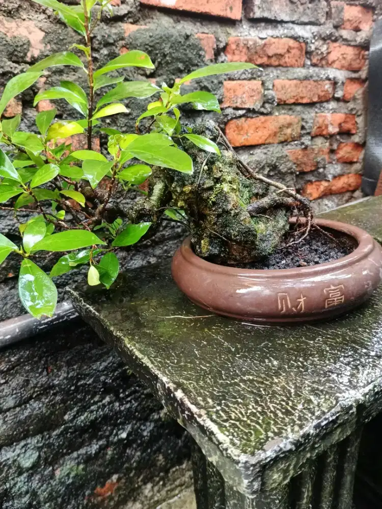 Bonsai kimeng on the rock