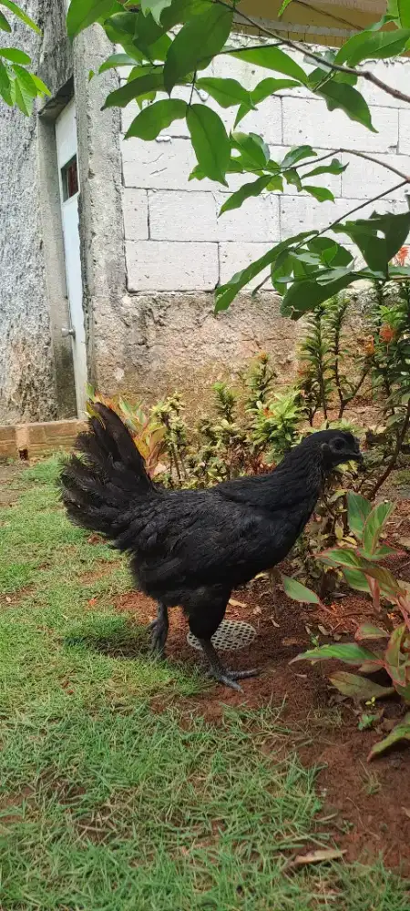 JUAL CEPAT AYAM CEMANI BETINA