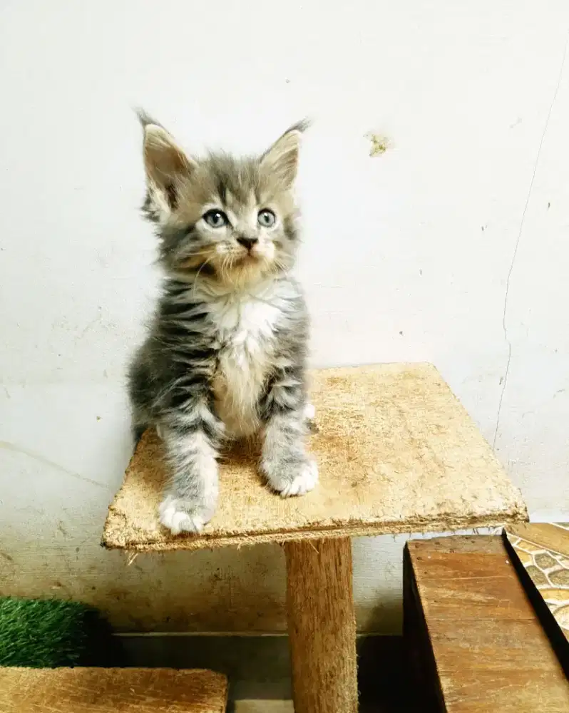 Kitten MaineCoon Jantan Pure No mix. Induk ped Cfa Maine Coon