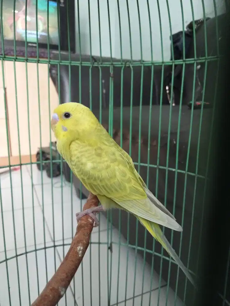 Burung parkit muda