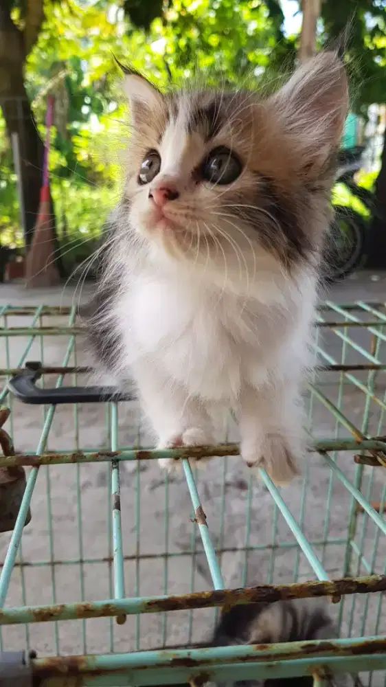 Lepas Adopsi Kucing Persia