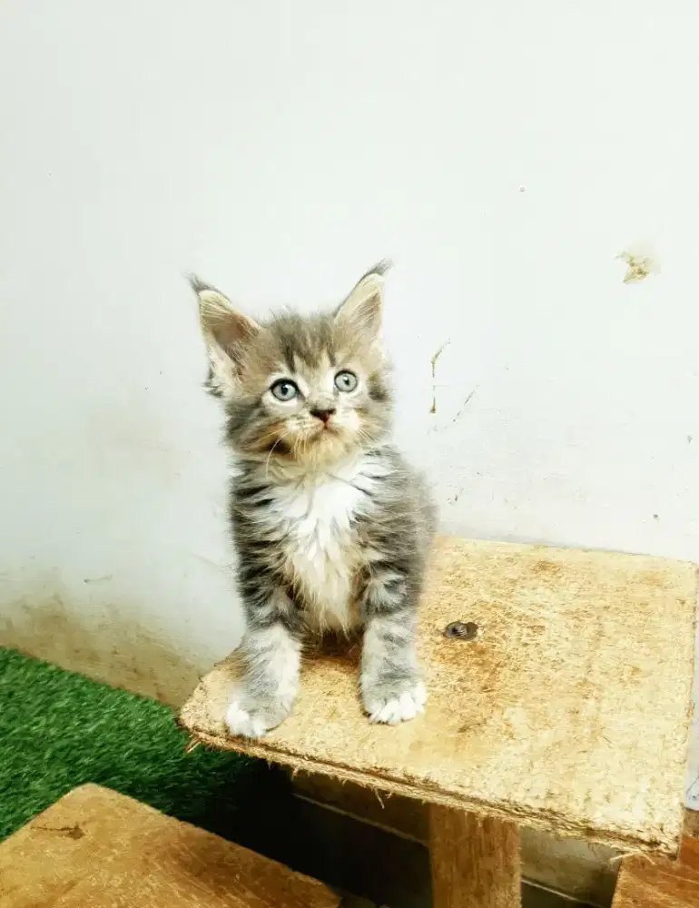Kitten Jantan MaineCoon No mix. Garansi